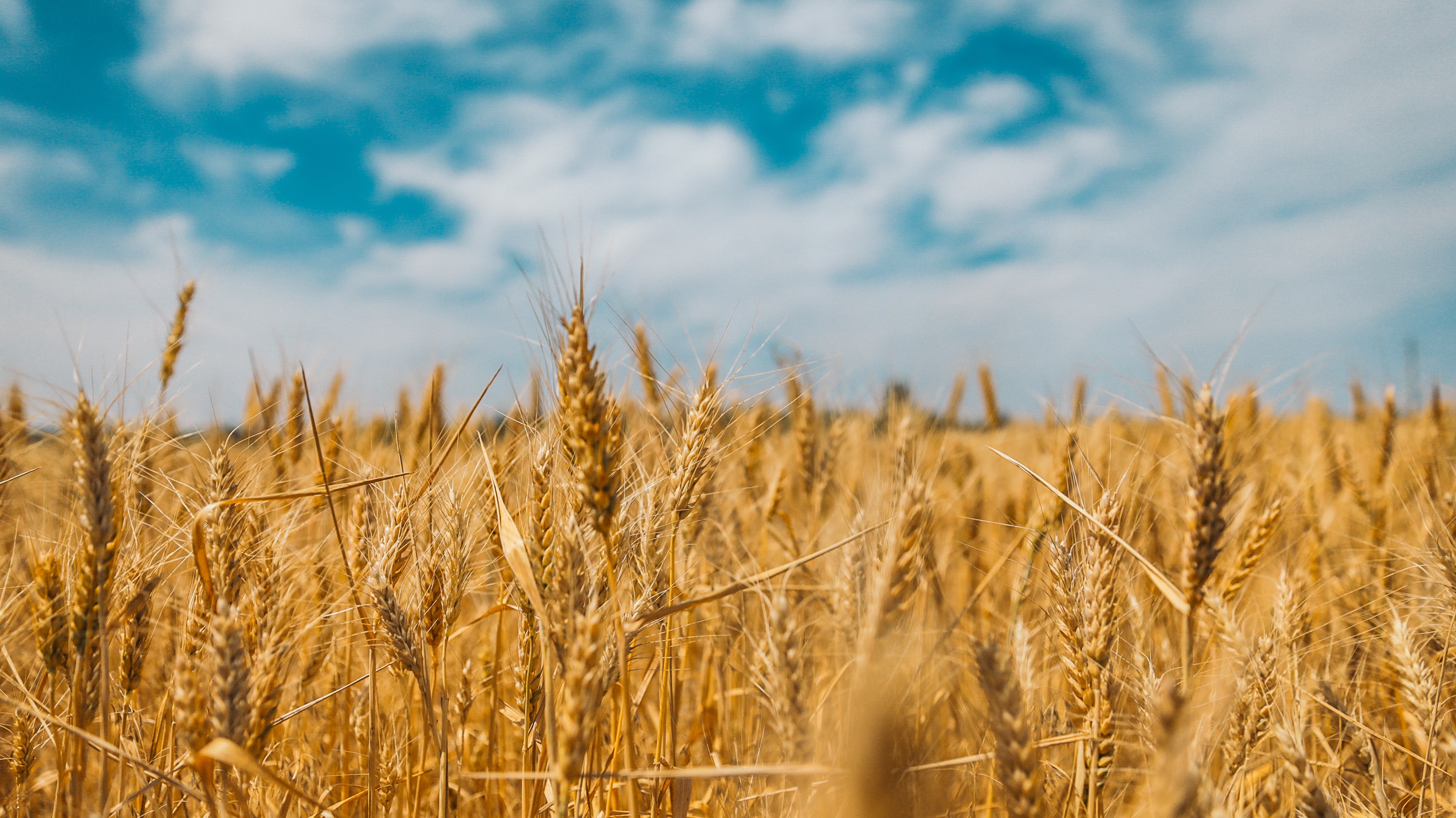 Wheat field image to make lame joke about grains. https://unsplash.com/@polina_art